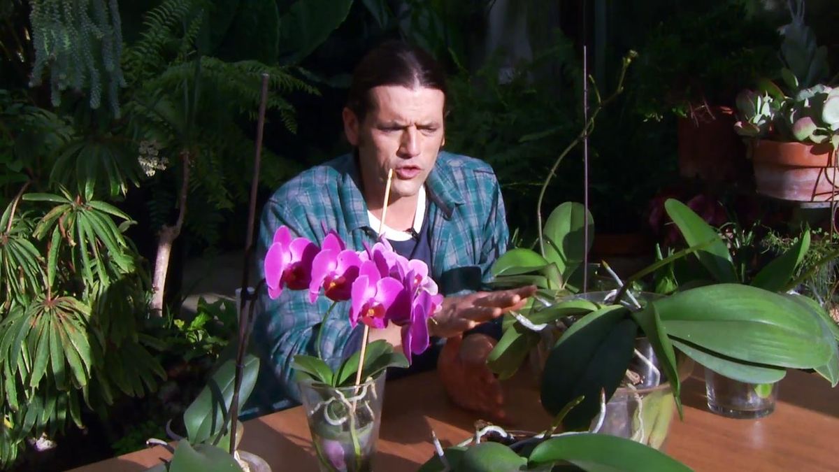 deco 637 cuidados orquideas periodo de reposo xl