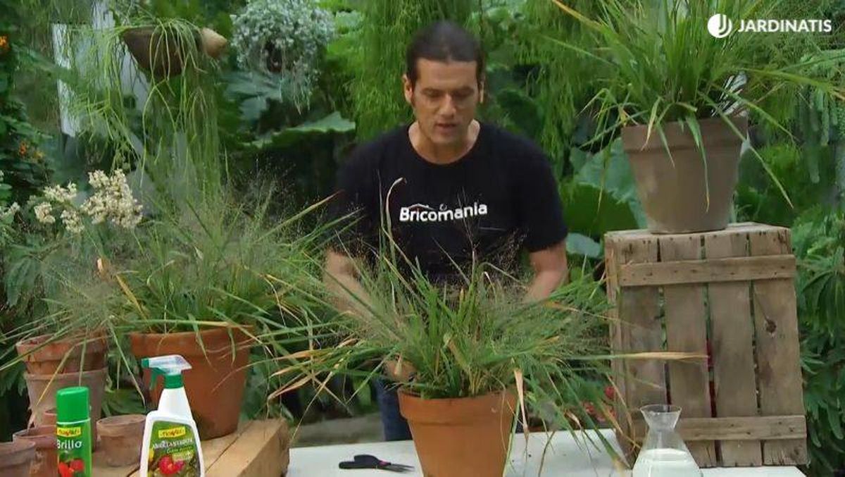 Eraglotis cultivada en maceta