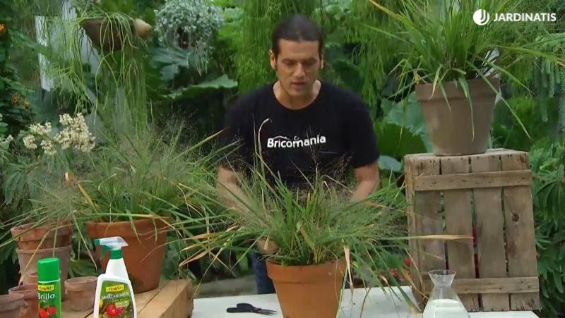 Eraglotis cultivada en maceta