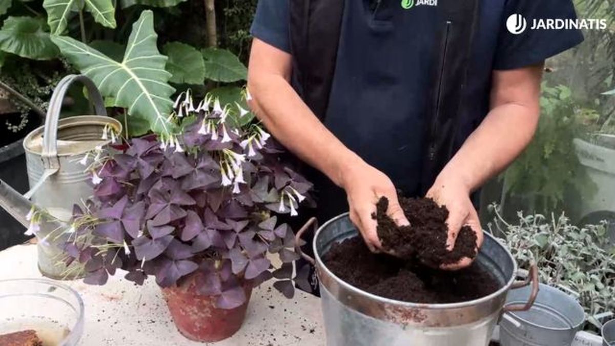 porosidad de la turba para las plantas en maceta