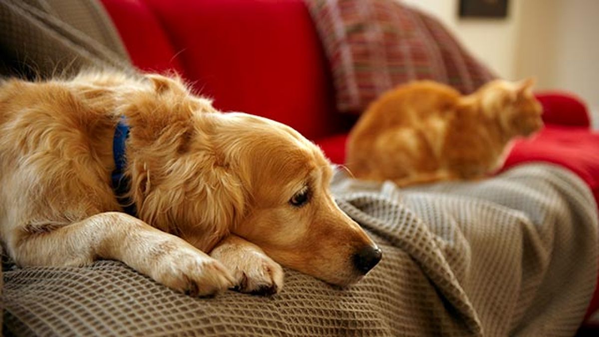 golden retriever triste