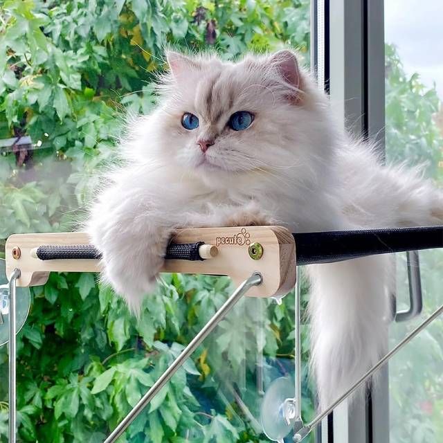 hamaca para gatos de ventana amazon