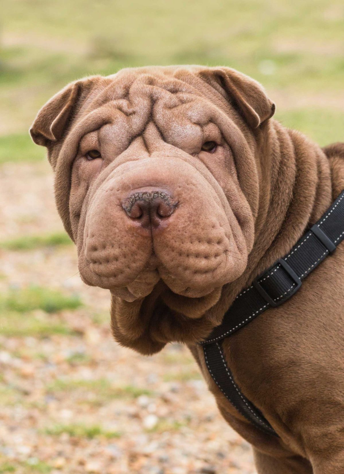Shar pei   perro 3