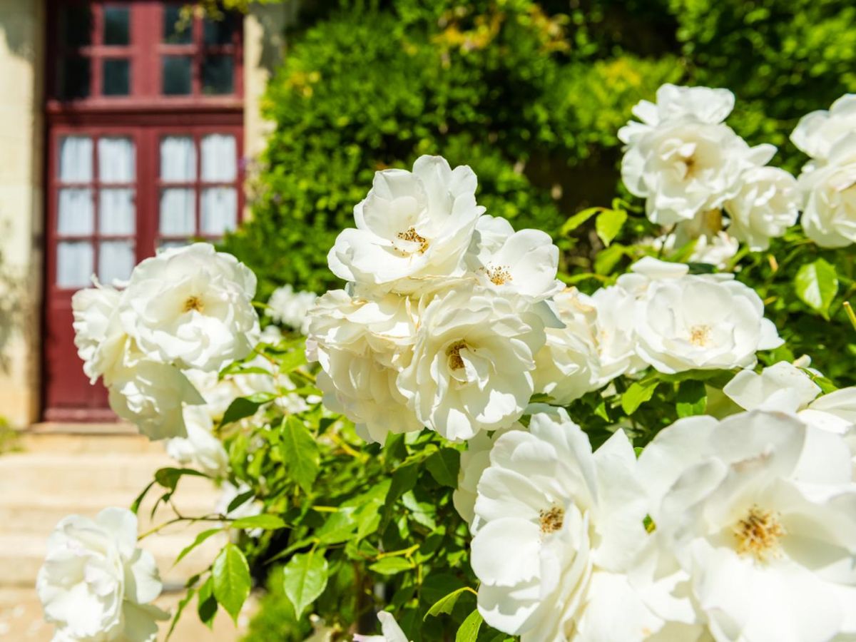 Existe una gran variedad de rosales antiguos disponibles.