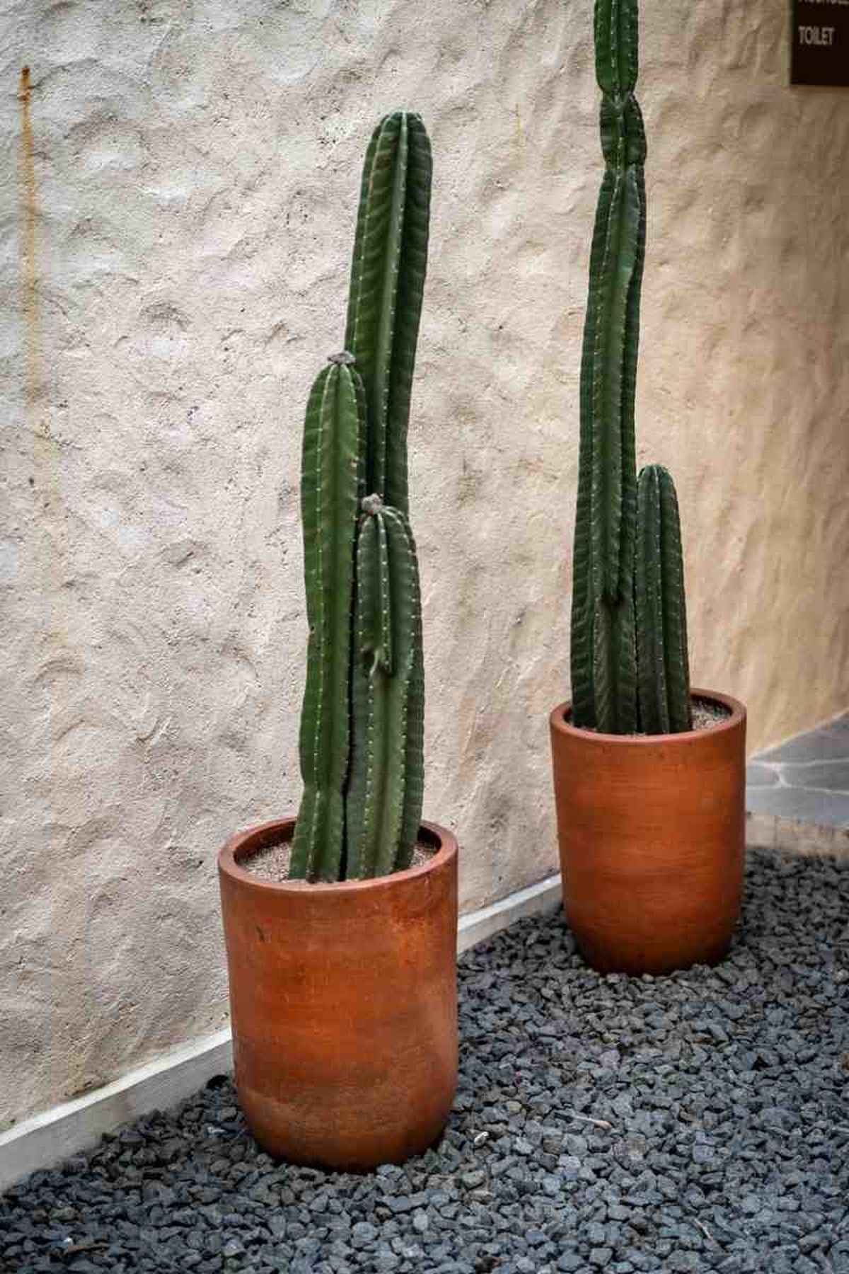 Los cactus necesitan una gran exposición solar.