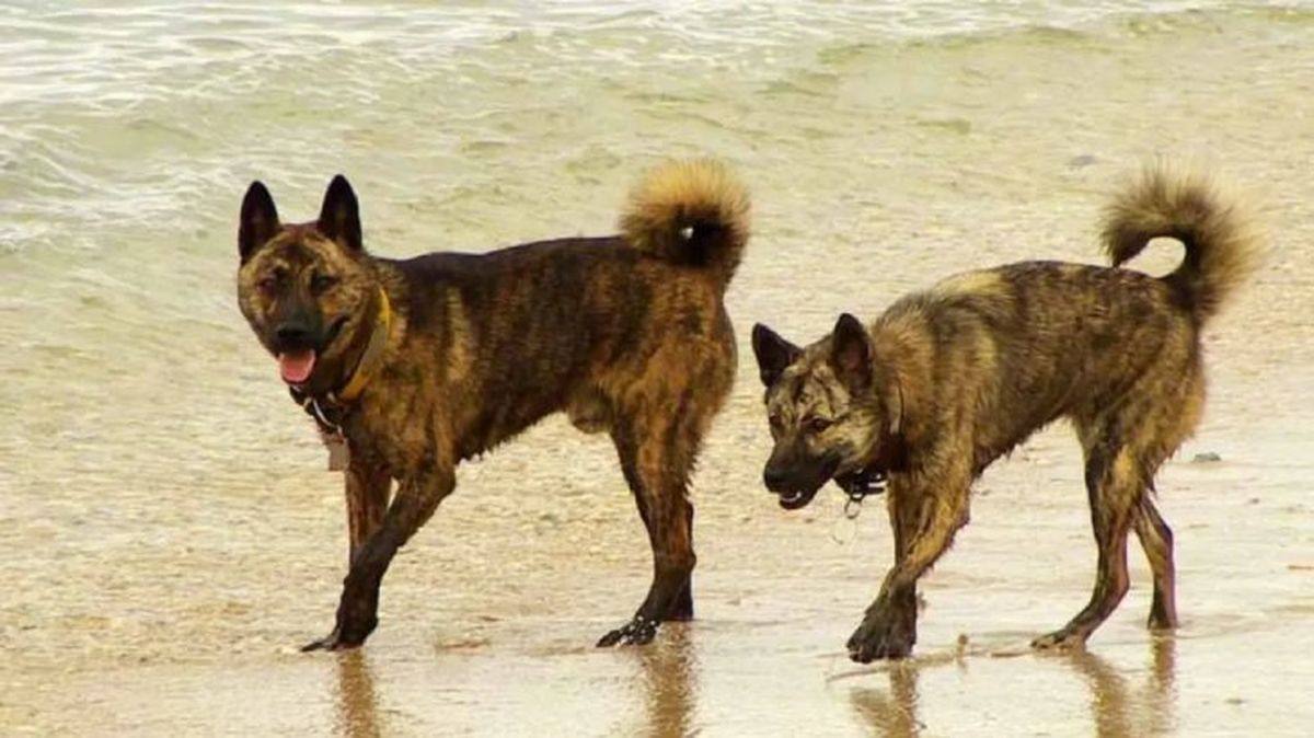 perros japoneses ryukyu 13