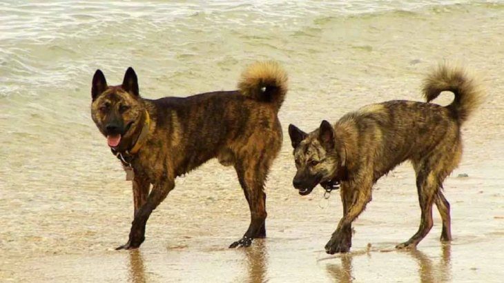 perros japoneses ryukyu 13
