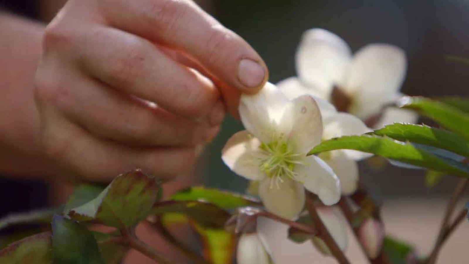 brico 0905 3 1 helioboro rosa invierno flor