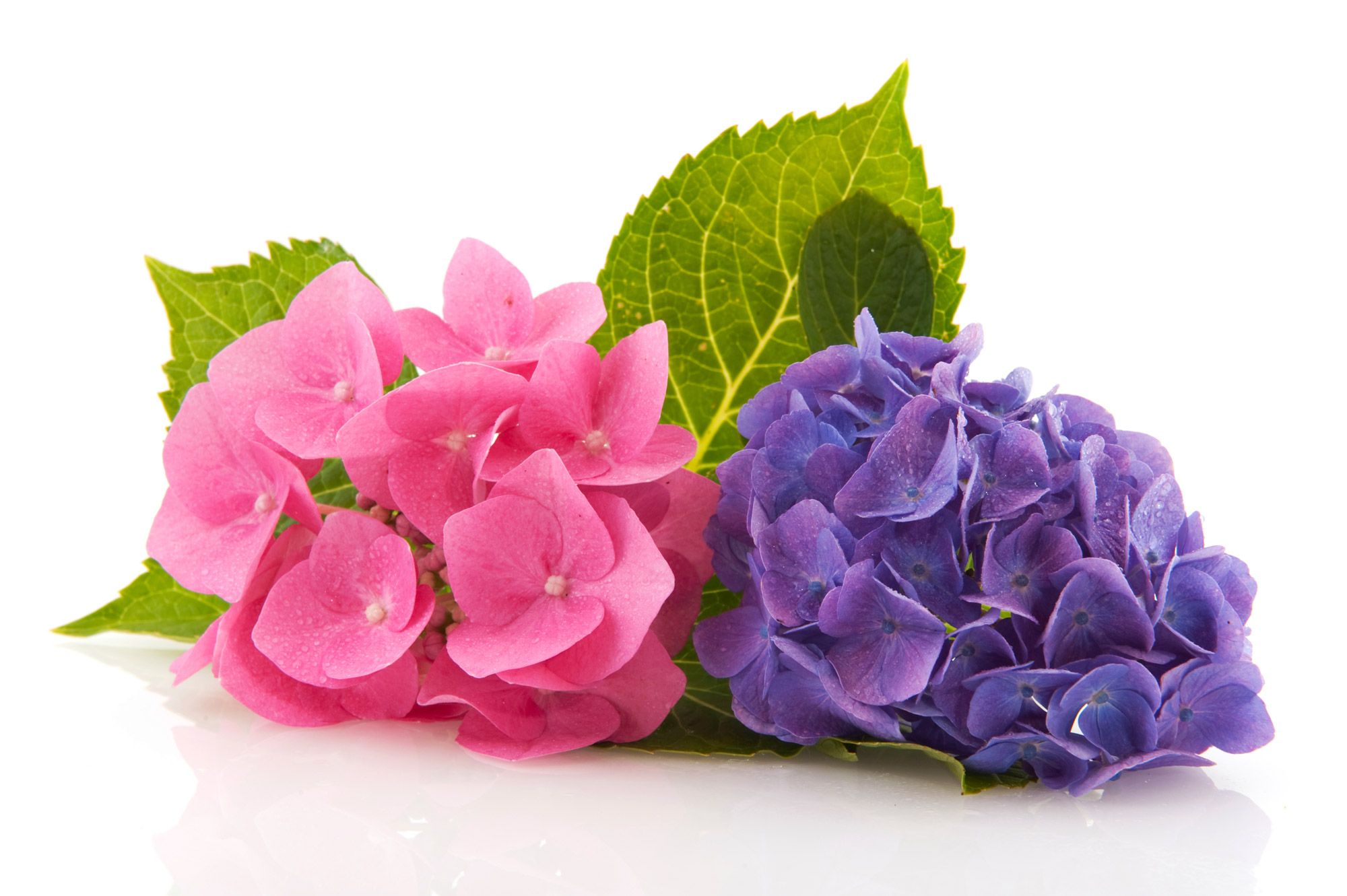 Variedades de hortensias