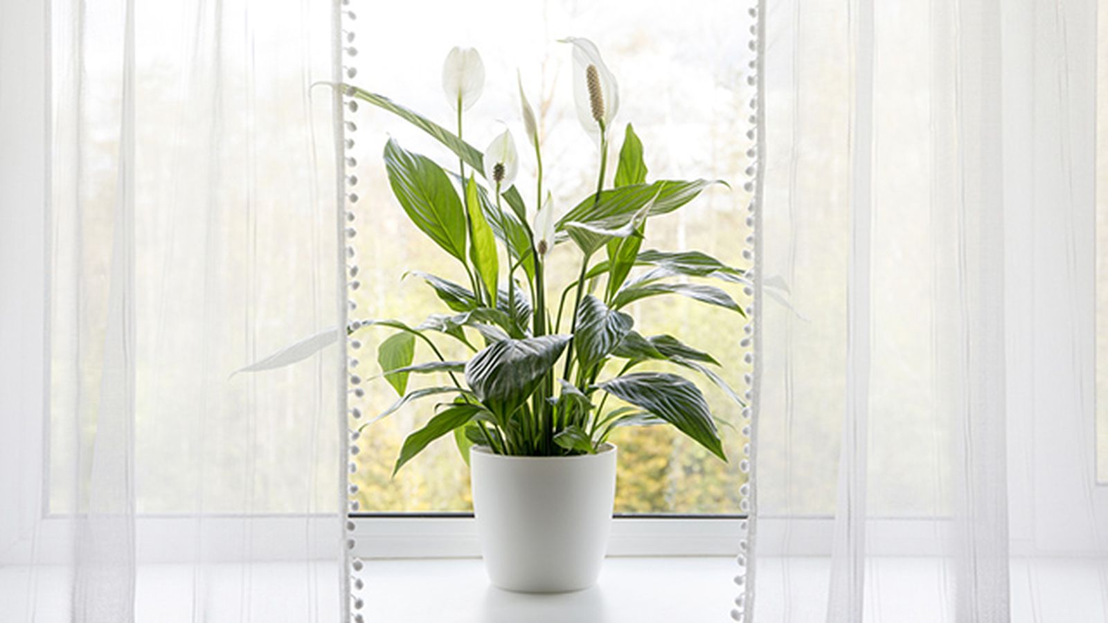 planta espatifilo refrescar hogar