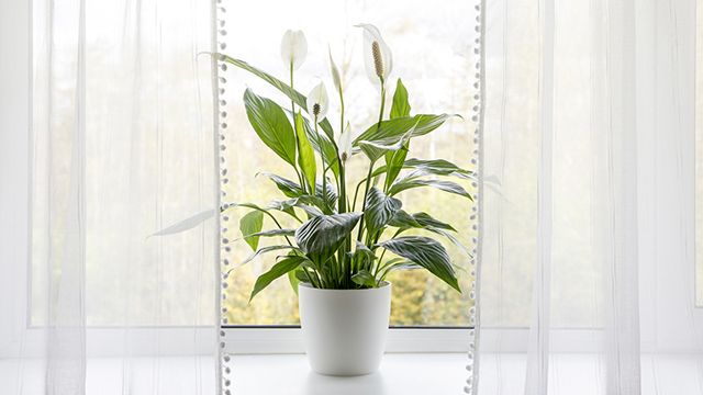 planta espatifilo refrescar hogar