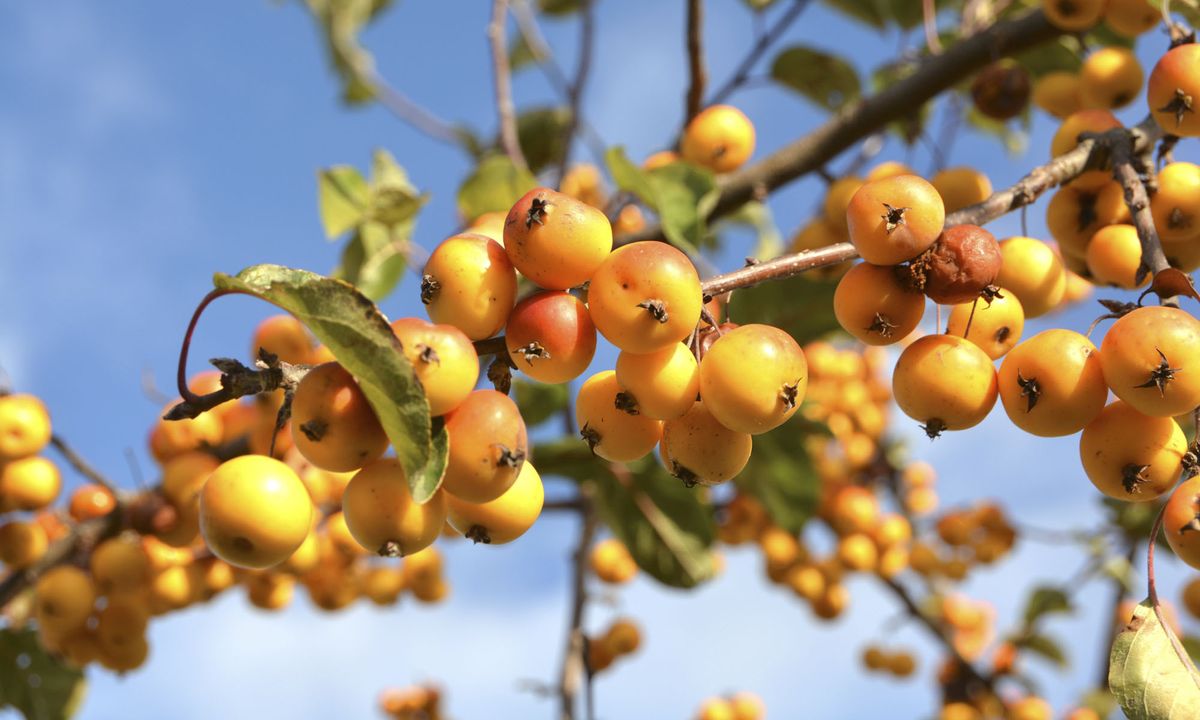 manzano silvestre maguillo