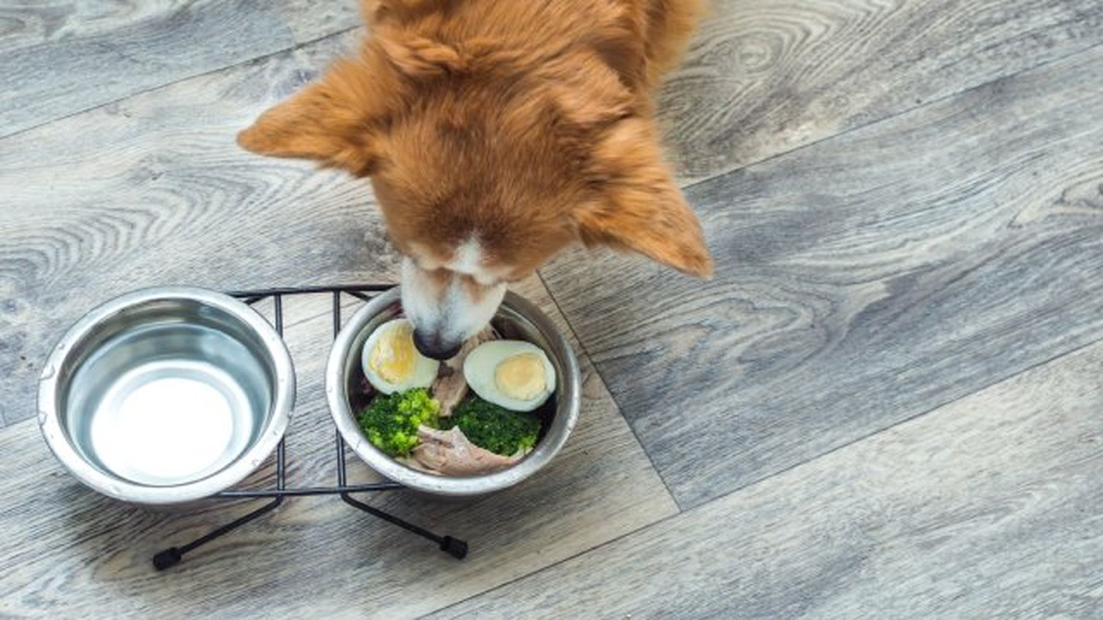 que verduras pueden comer los perros 6
