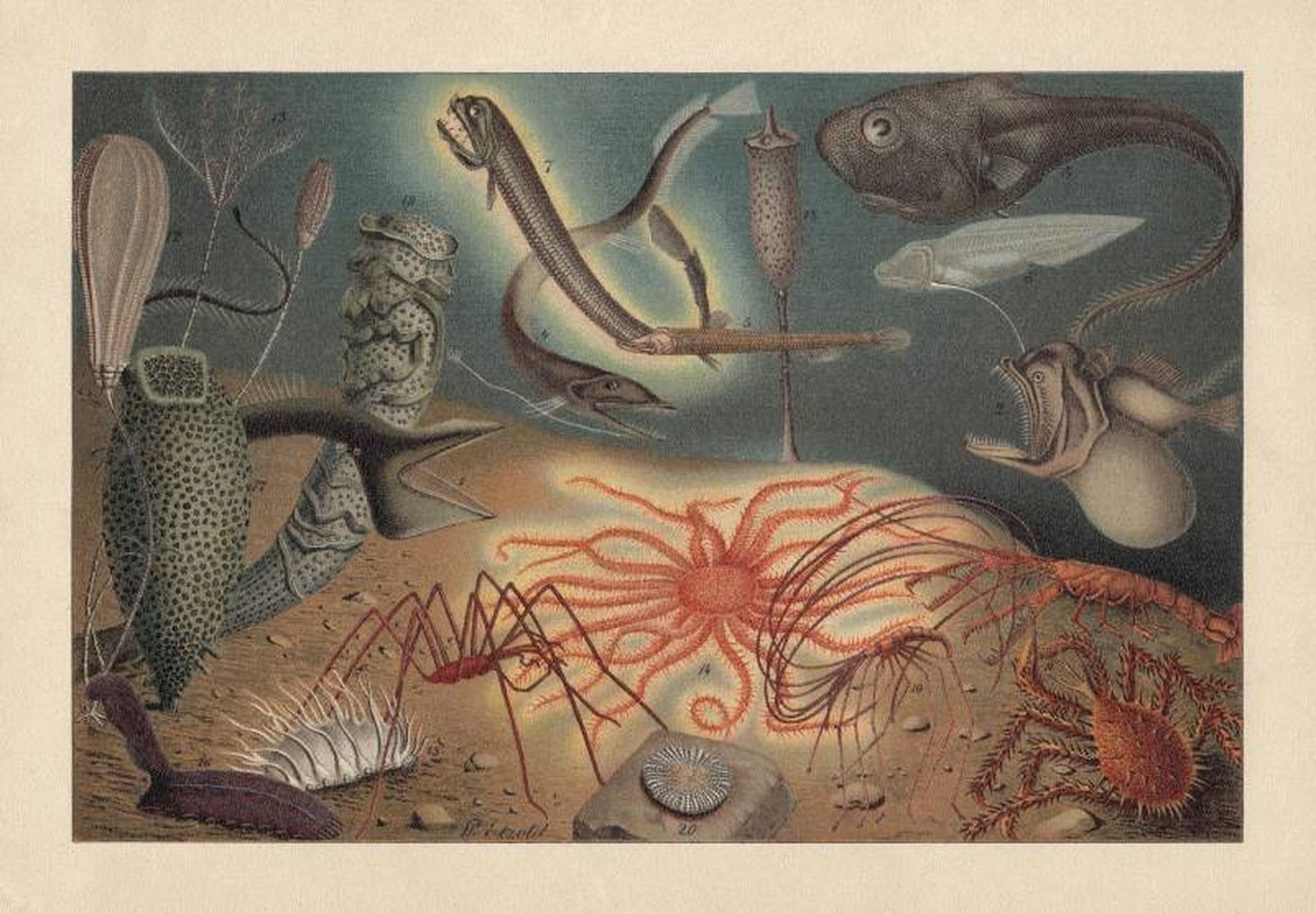 Los peces abisales son uno de los ejemplos de forma de vida más raros.