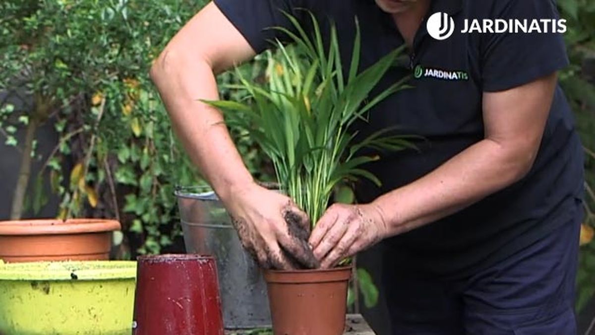 como recuperar una planta con exceso de riego brico 1010 jardinatis