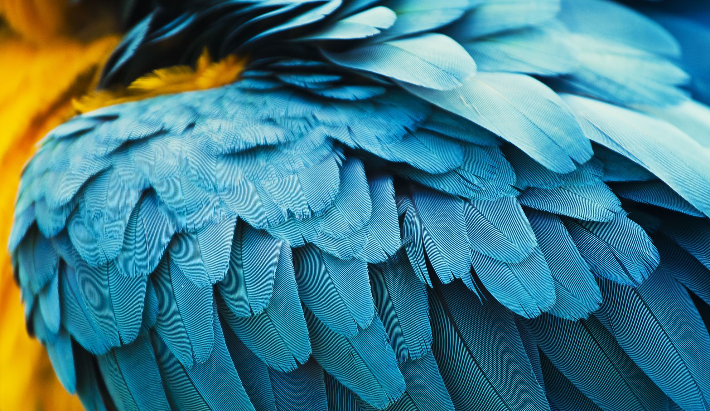 plumas guacamayo