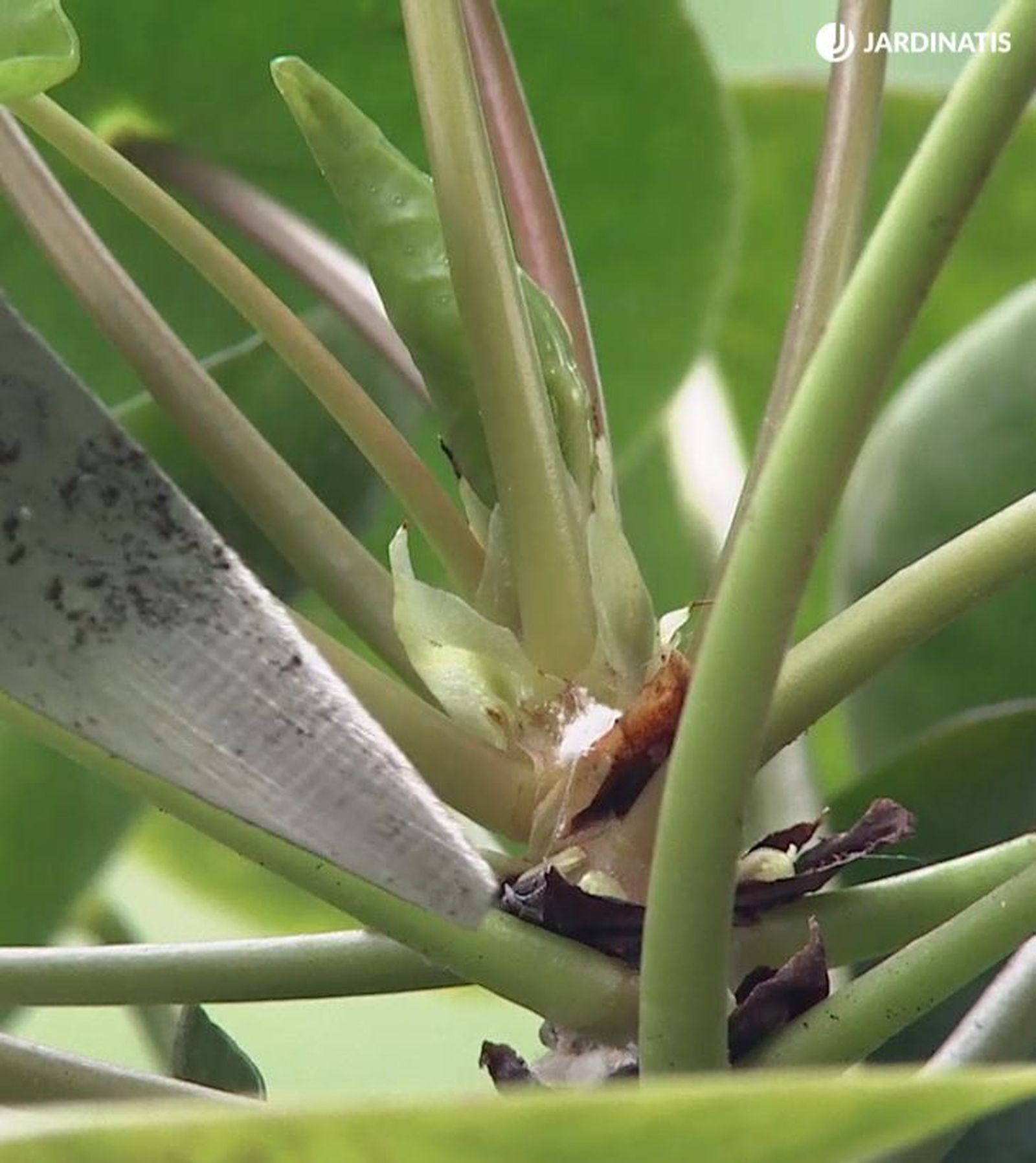 Cochinilla algodonosa en la planta del dinero china