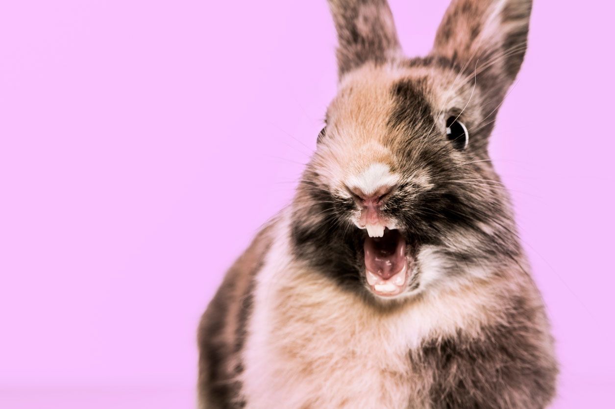 conejo bostezando 4 dientes lagomorfo
