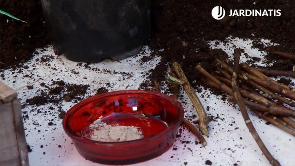 hormona enraizamiento esquejes hortensia deco 645 jardin