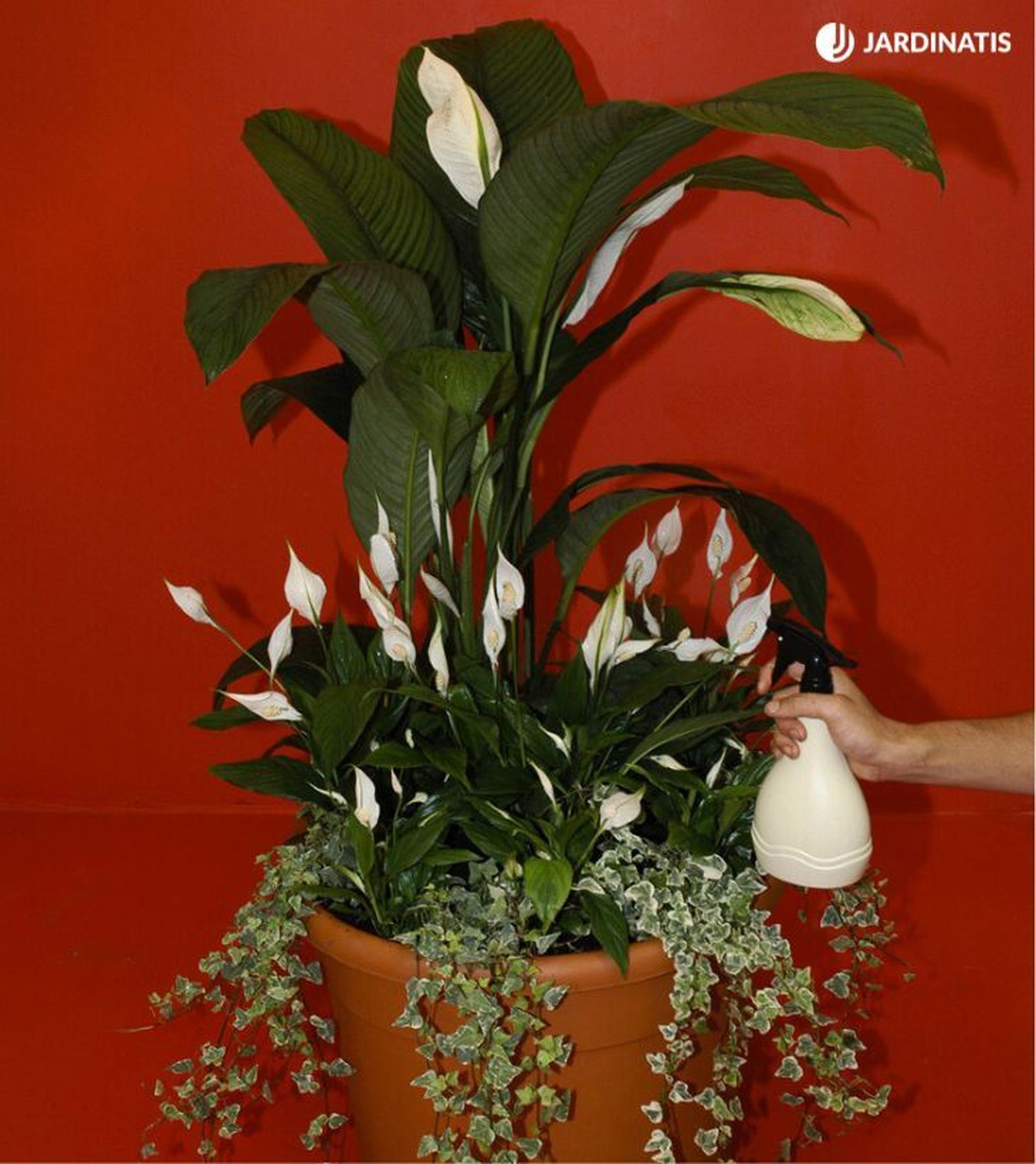 Composición de espatifilos de distintos tamaños junto a hiedra variegada