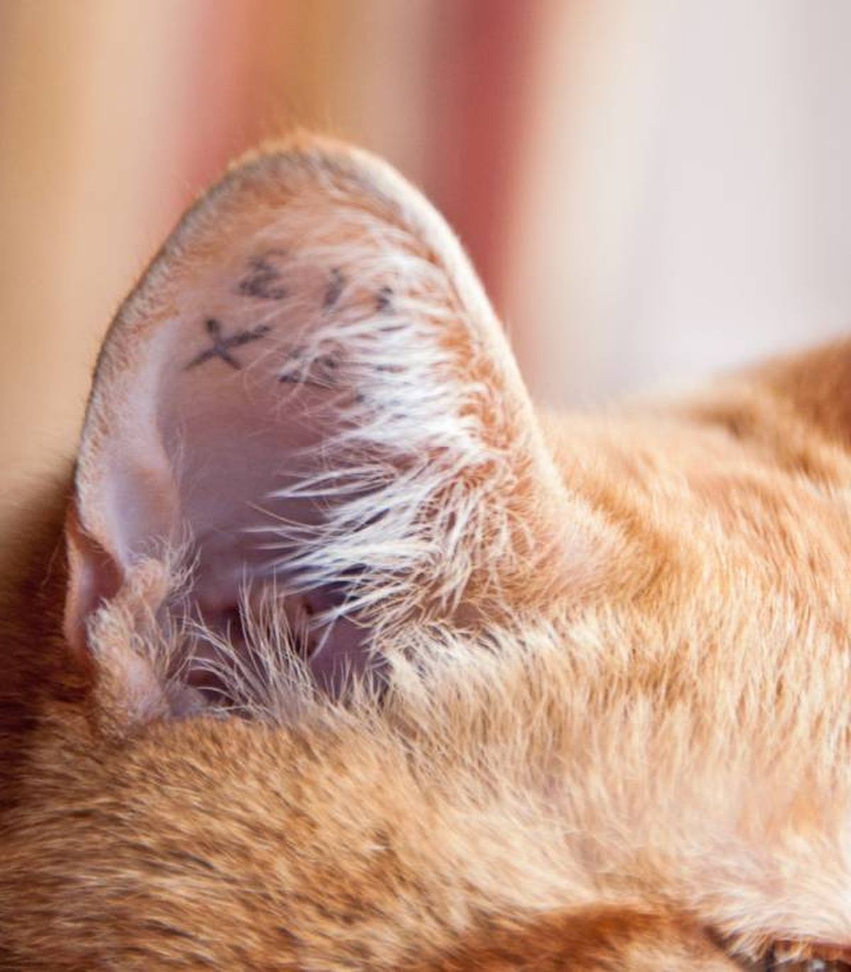 tatuajes en animales sistema de identificacion