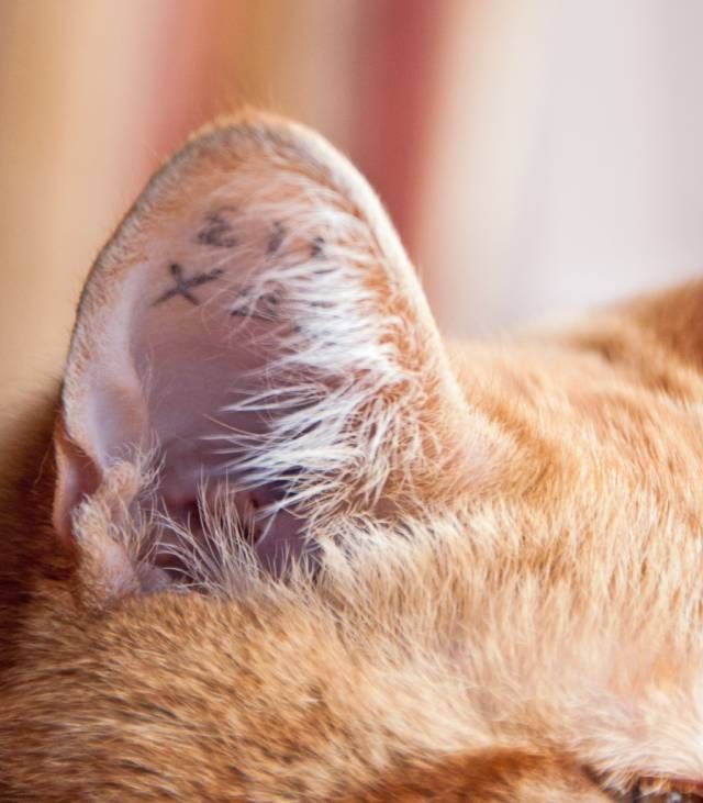tatuajes en animales sistema de identificacion