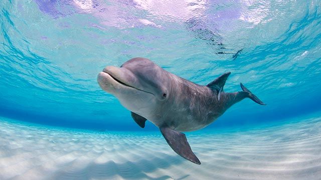 delfin nadando