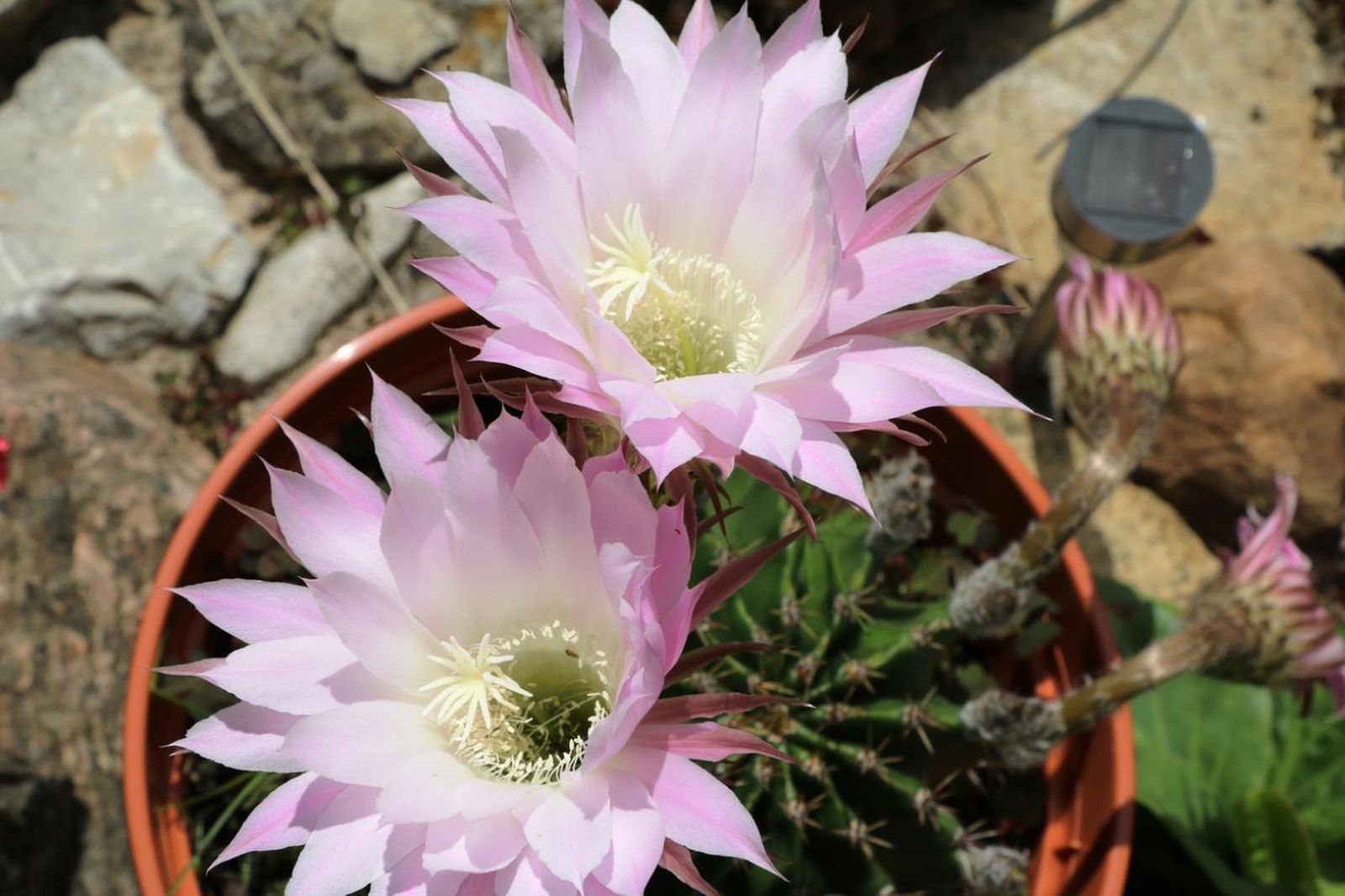 Cactus Echinopsis Tubiflora.