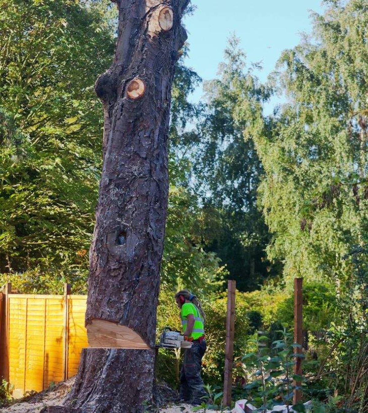 cotar arbol victima de la tinta del castano
