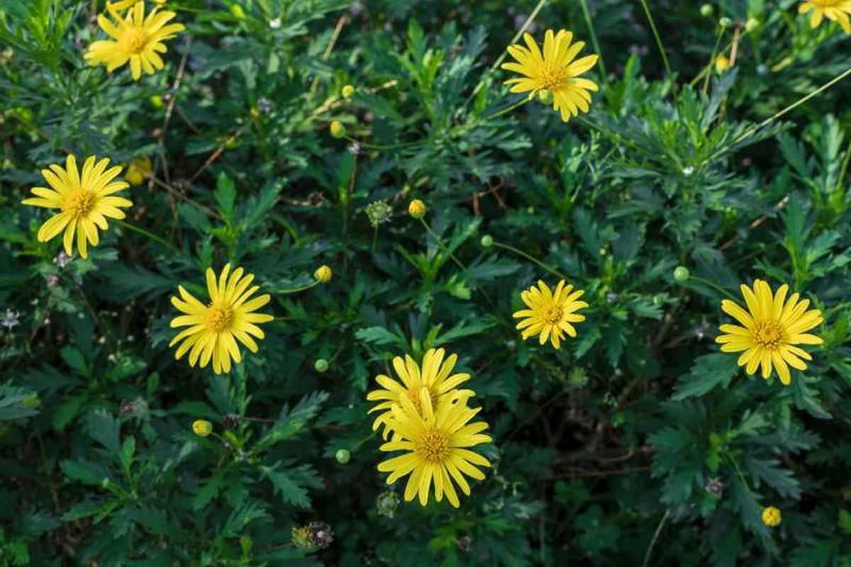 Euryops chrysanthemoides