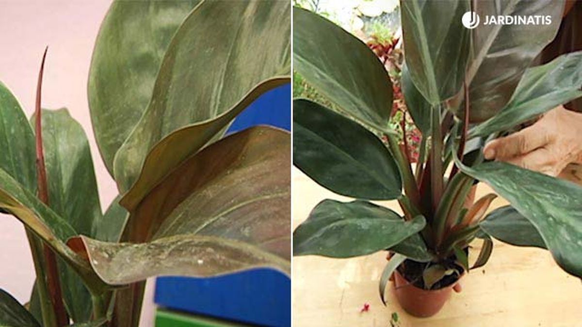 planta de interrior Philodendron Erubescens retj 027 jardinatis