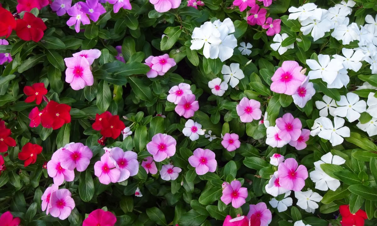 Alegria de la casa 03