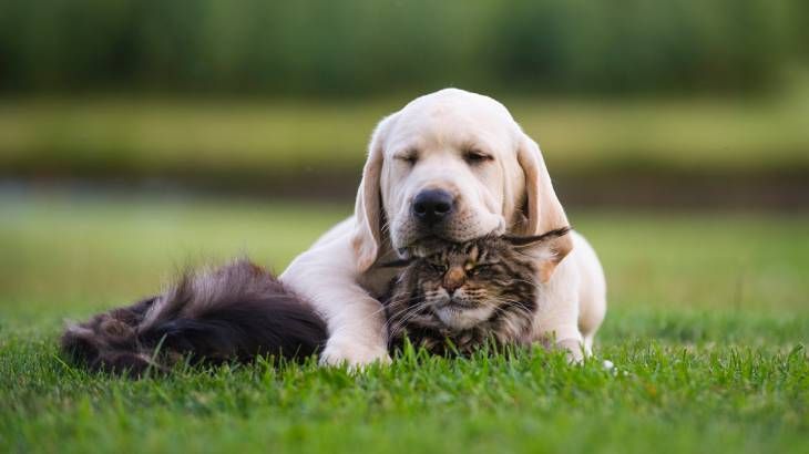 La elección de un perro o gato como mascota depende de la personalidad del dueño