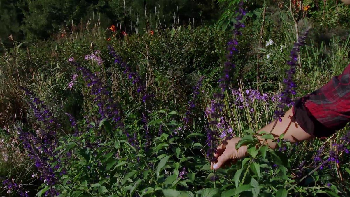 deco 625 Salvia guaranítica inflorescencia