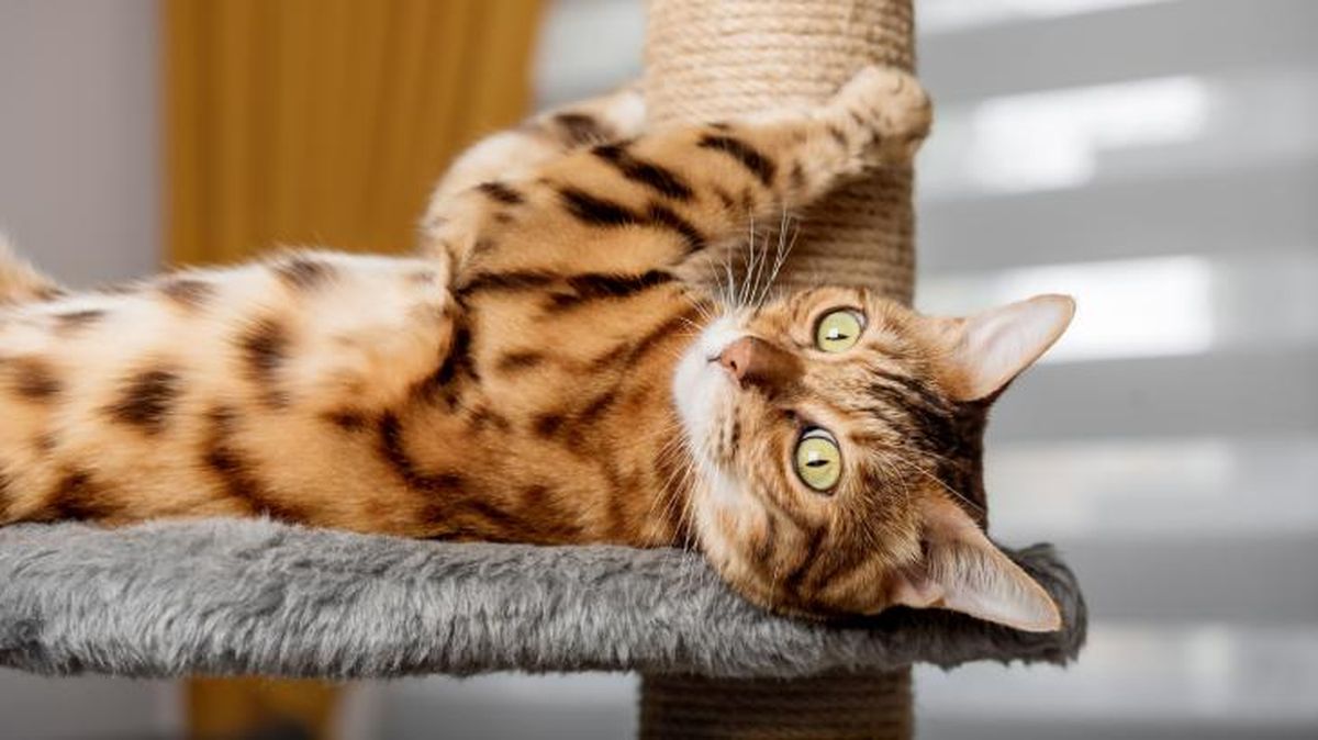 Les sirve para mantener su musculatura en buenas condiciones y liberar estrés.