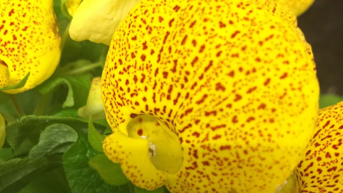 calceolaria zapatitos venus xl
