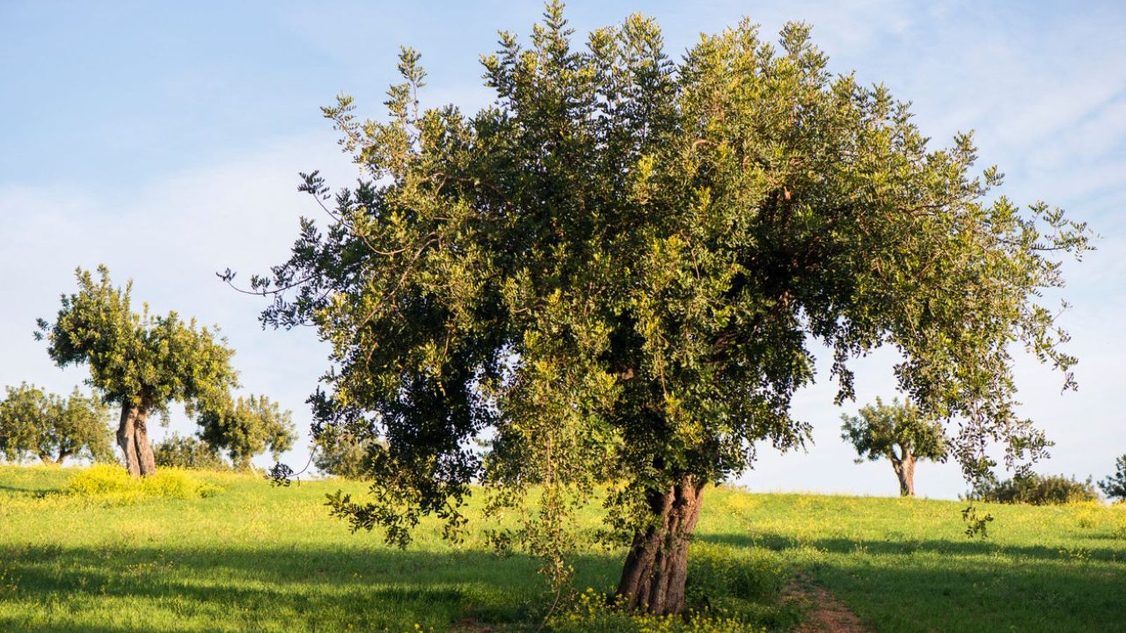 algarrobo arbol beneficioso para el ecosistema
