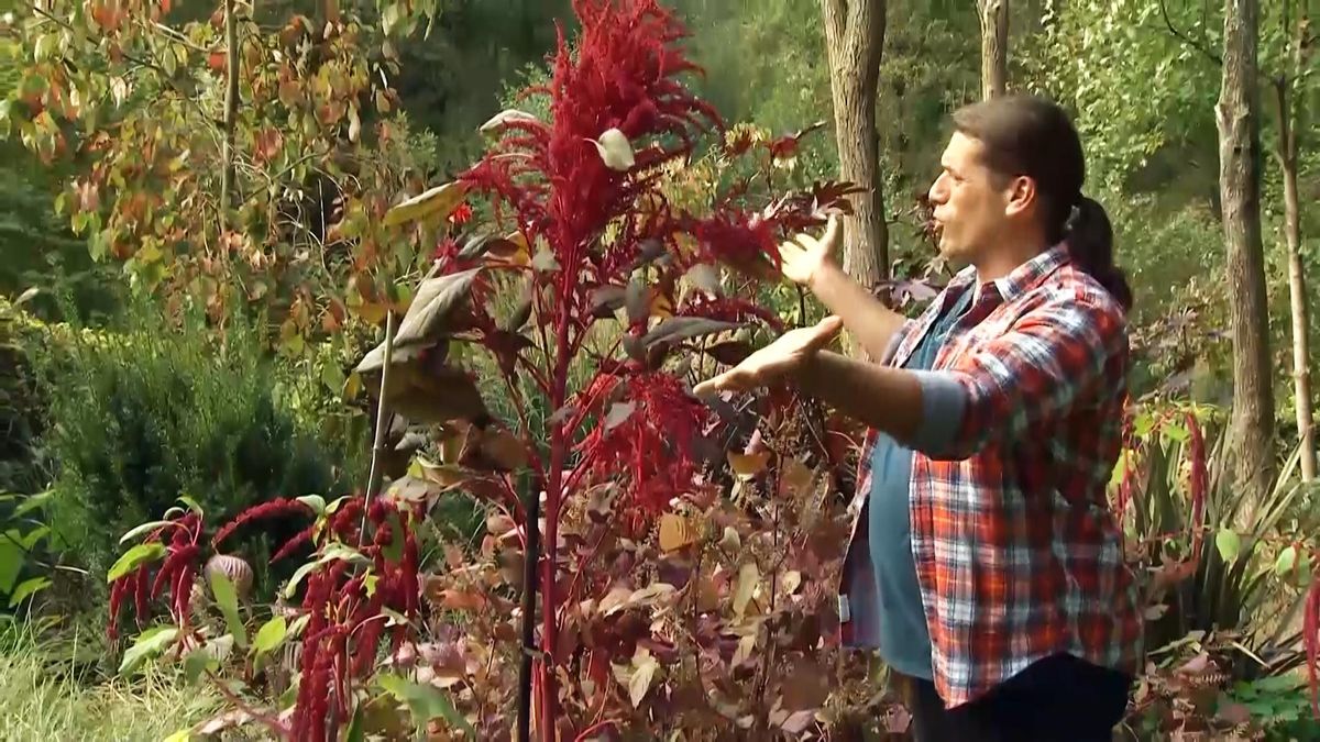 713 jardineria amaranto variedad