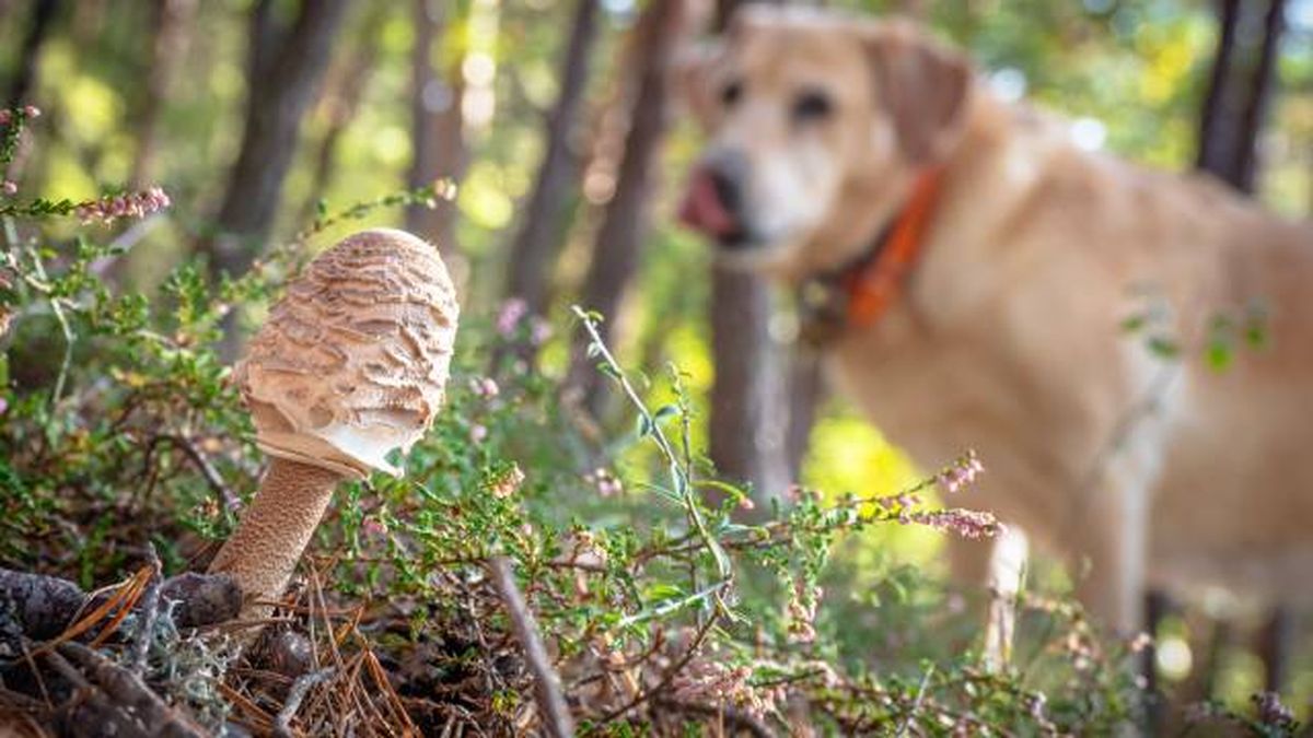 setas venenosas peligro perros otono