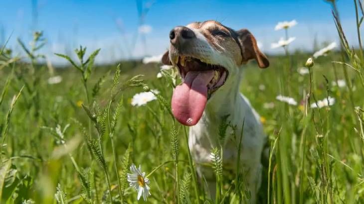 por que los perros comen hierba 5 (1)