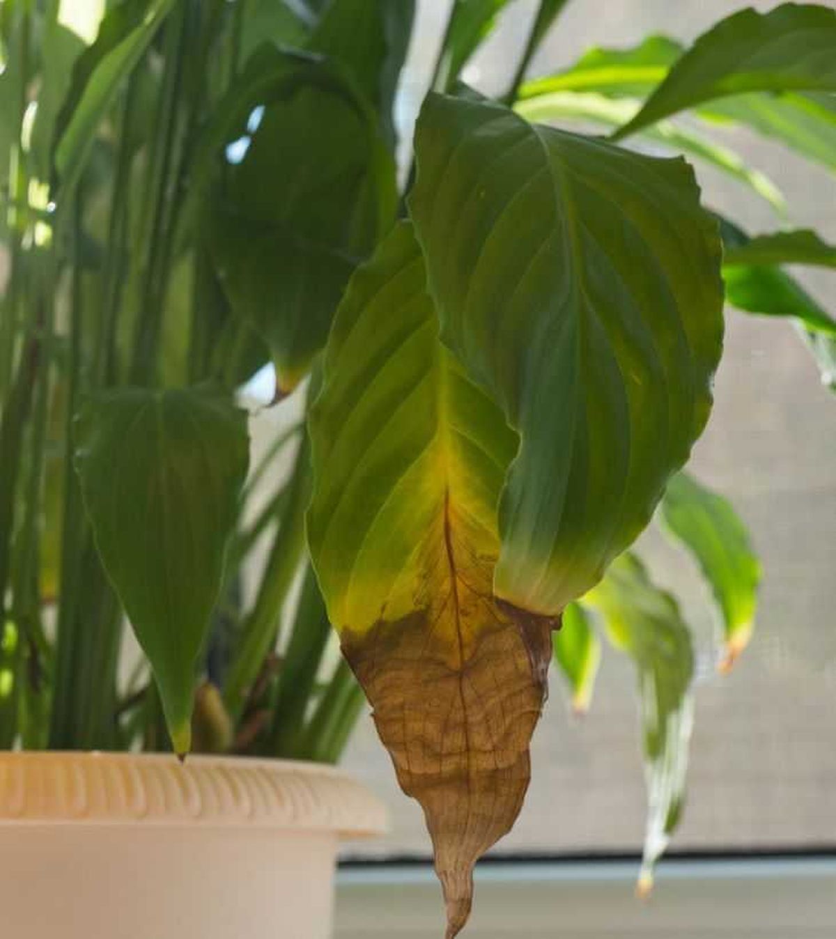 espatifilo gigante spathiphyllum sensation puntas hojas marrones