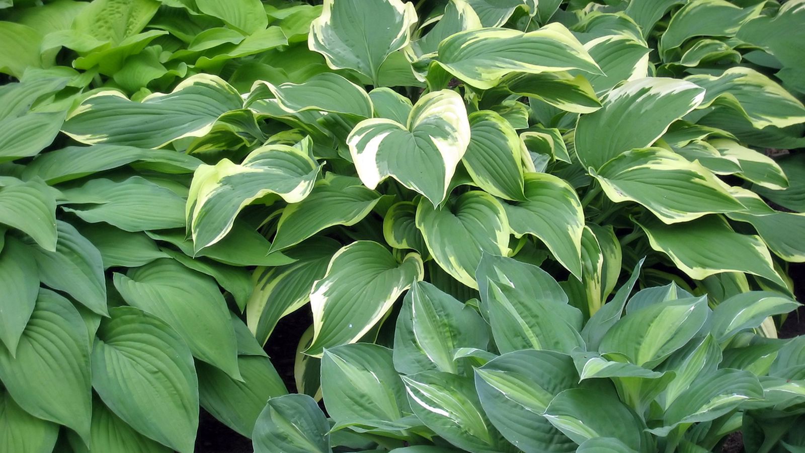 Plantas de sombra: hostas o hermosas