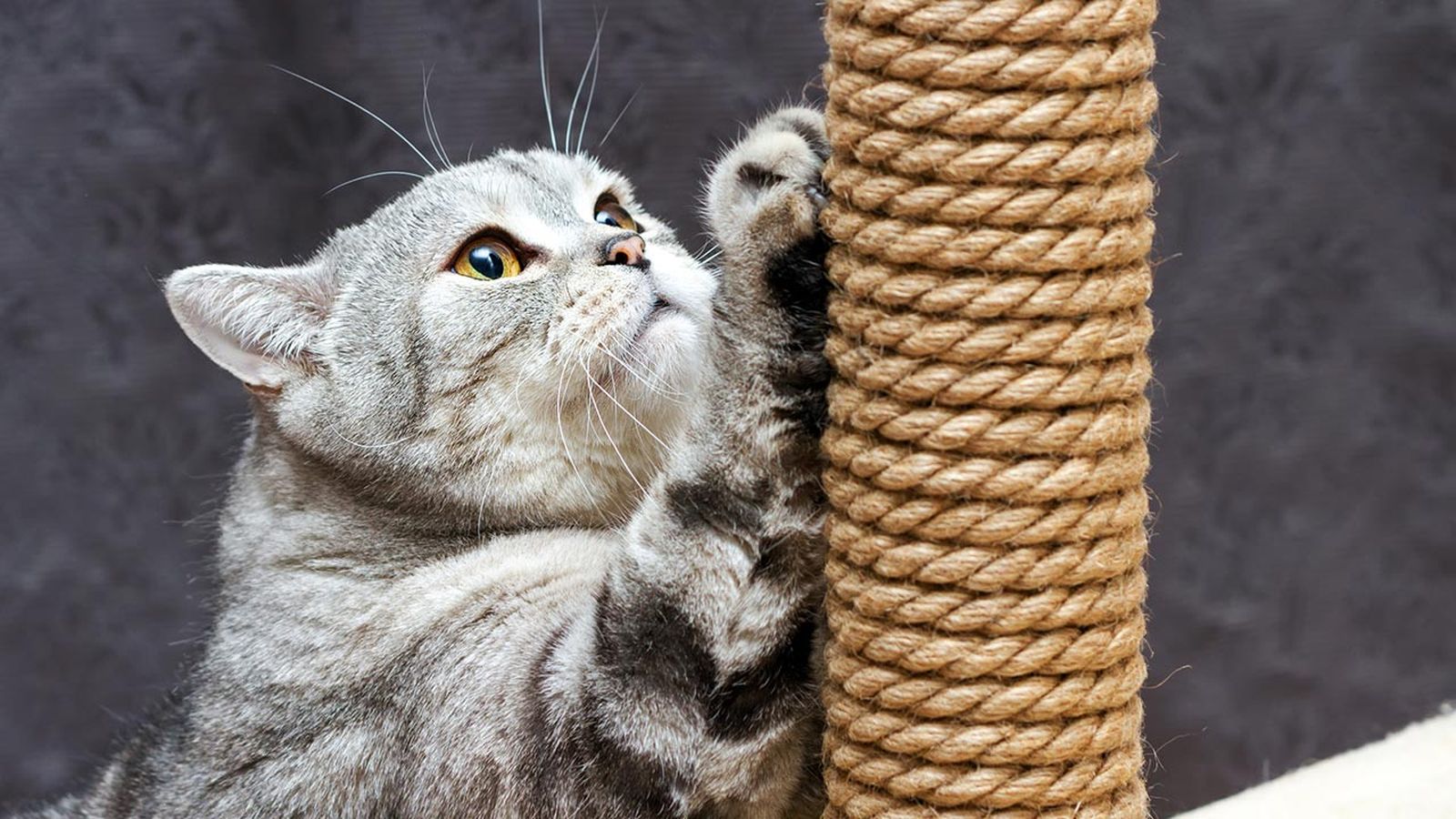 como redirigir los aranazos del gato en casa 1