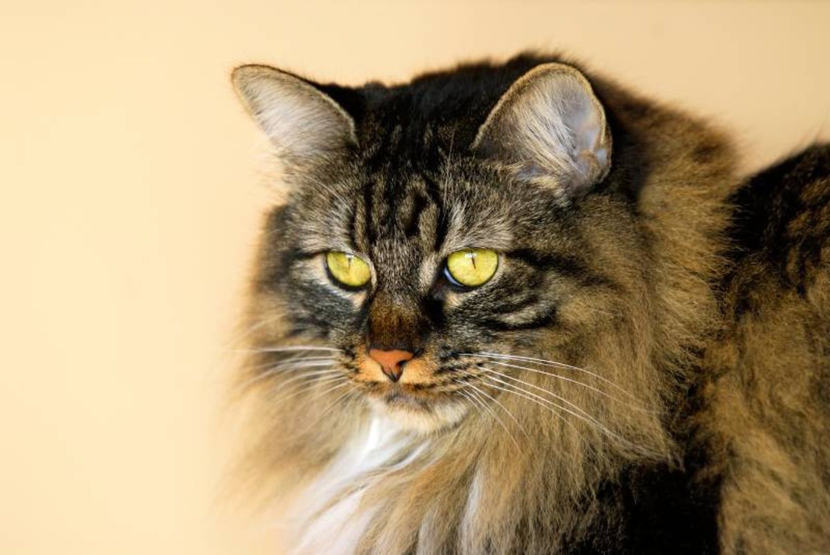 El Cymric es una variante de pelo largo del gato Manx.