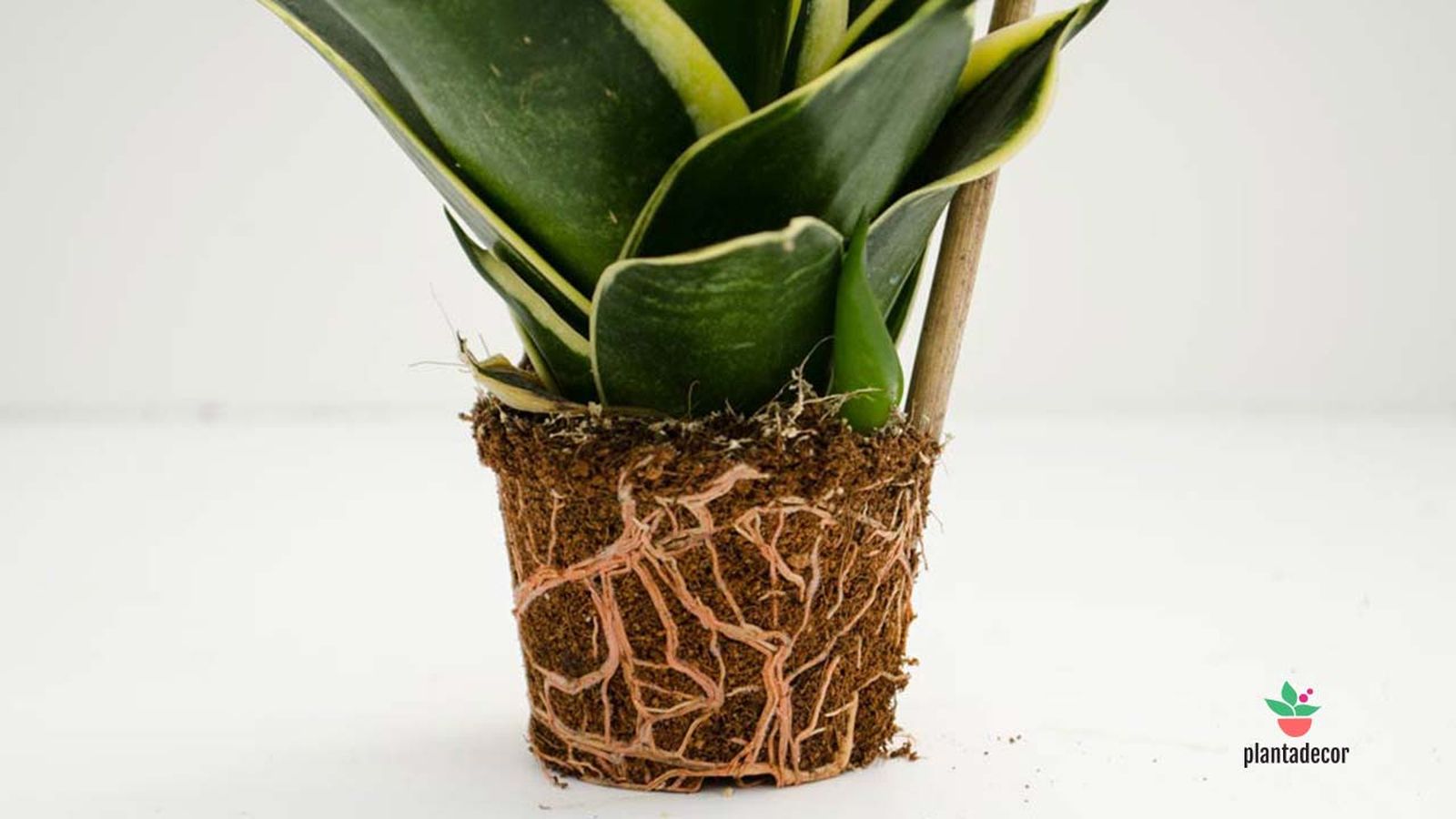 como funcionan las raices de una planta plantadecor jardinatis