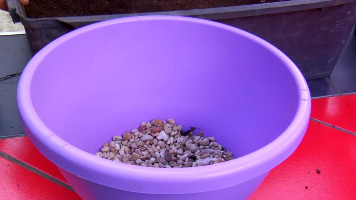 brico 794 jardin plantas colgantes verano Glechoma hederacea variegata cesto gravilla