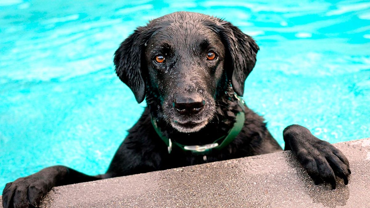 perro nadar
