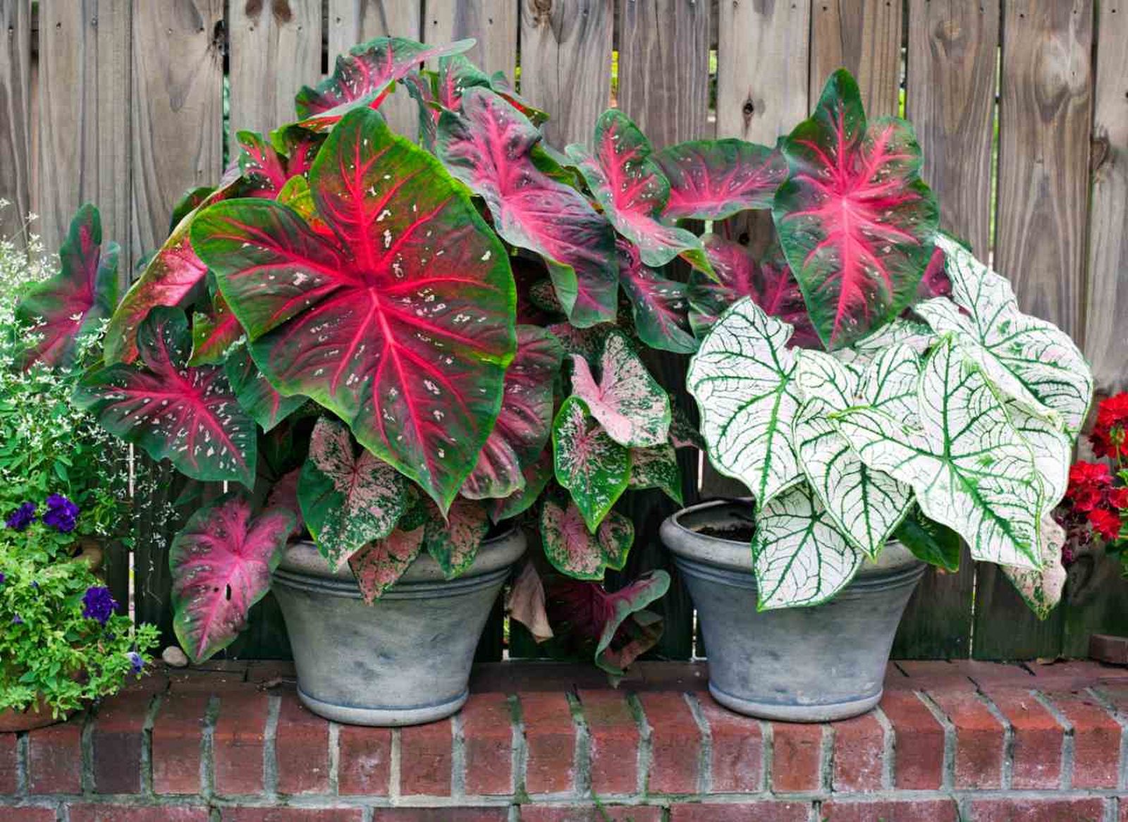 Caladium o caladio