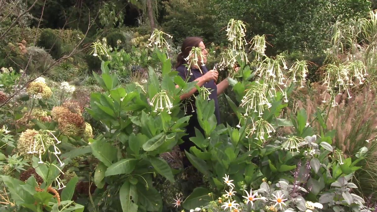 deco 749 jardineria planta tabaco silvestre tamano