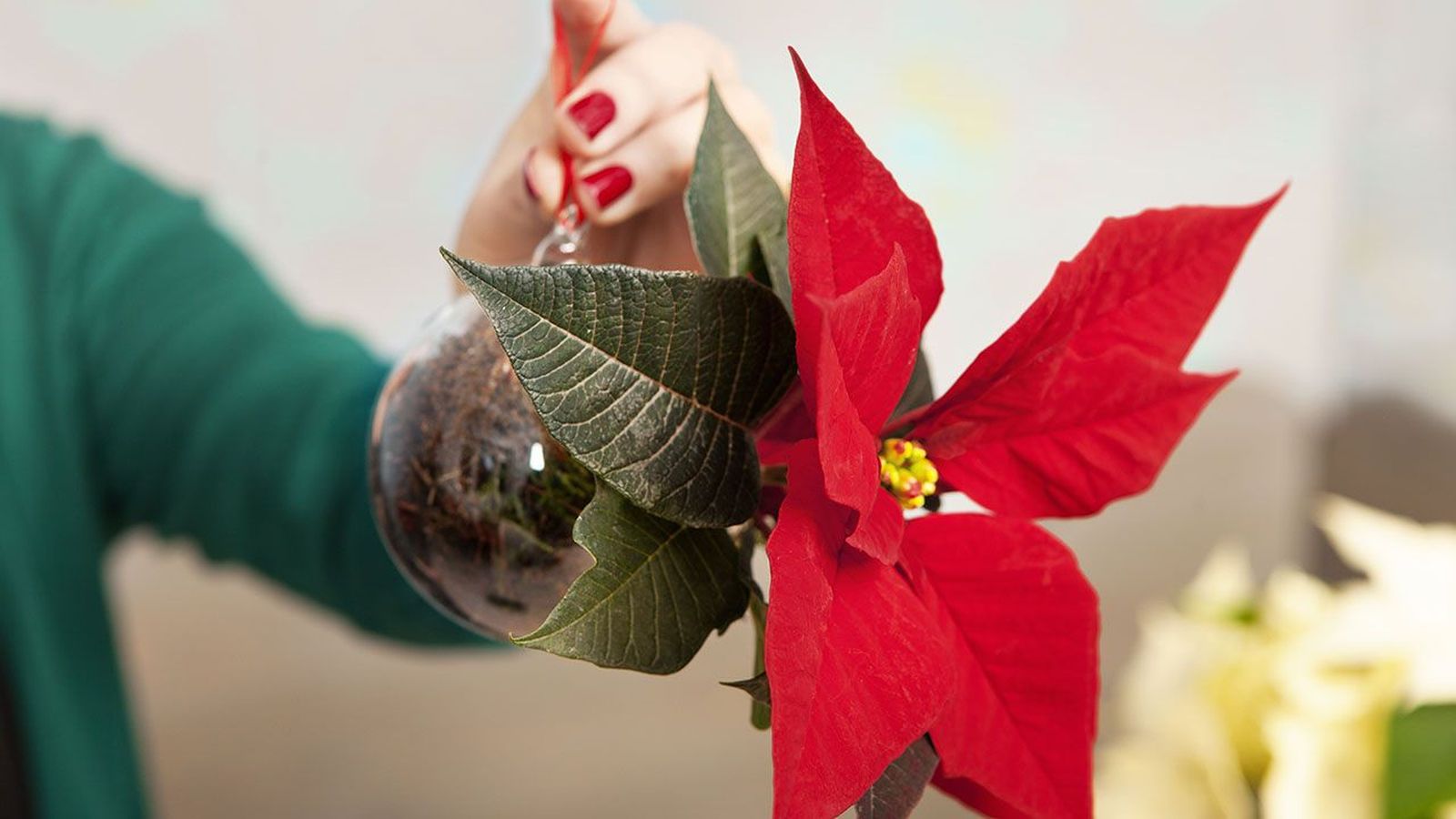 Bolas de navidad con flor de pascua
